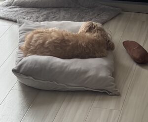 愛犬がお気に入りの僕の枕
